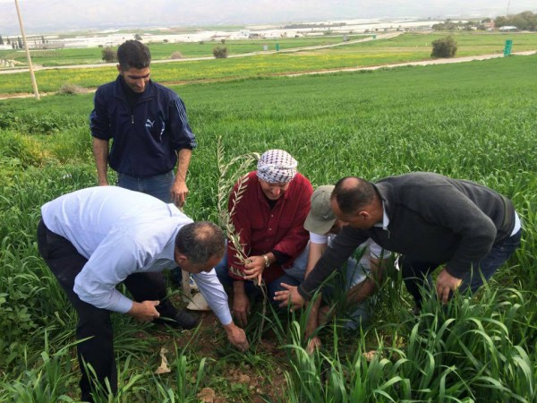 الاغاثة الزراعية تنظم يوما تطوعيا لزراعة الاشتال في الاغوار الشمالية