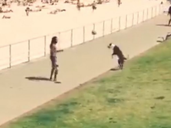 كلب يبدع كرة القدم