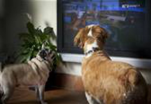 Dog TV أول قناة تليفزيونية خاصة بالكلاب فقط