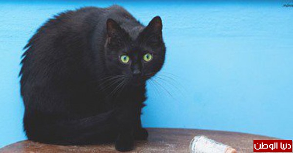 مصورة تطلق سلسلة صور للقضاء على خرافة "القطة السوداء"