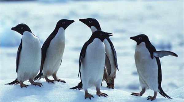 جامعة أوكسفورد تبحث عن متطوعين لعد "طيور البطريق"