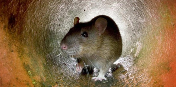 بعد 700 عام...دراسة تبرئ ساحة الفئران من وباء الطاعون