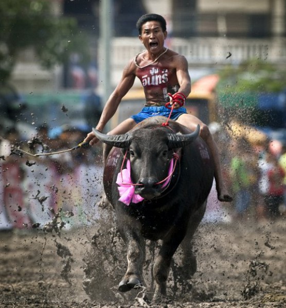 سباق البقر البافالو في تايلاند