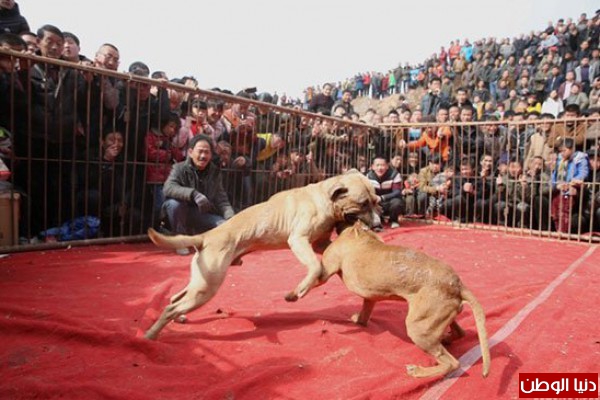بالصور: صينيون يحتفلون بعامهم الجديد بمصارعة الكلاب