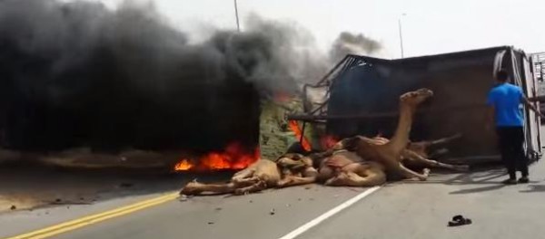بالفيديو: احتراق شاحنة سعودية محملة بـ13 إبل