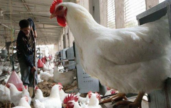 الصحة المصرية: وفاة حالة مصابة بإنفلونزا الطيور وشفاء أخرى