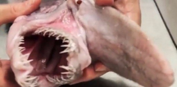 بالفيديو: أسترالي يصطاد سمكة قرش نادرة