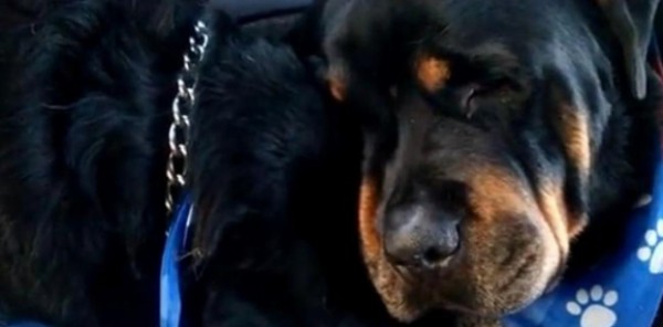 بالفيديو: كلب يبكي حزنا على أخاه التوأم