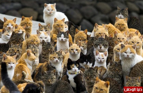 بالفيديو والصور: جيش من القطط يحكم جزيرة يابانية
