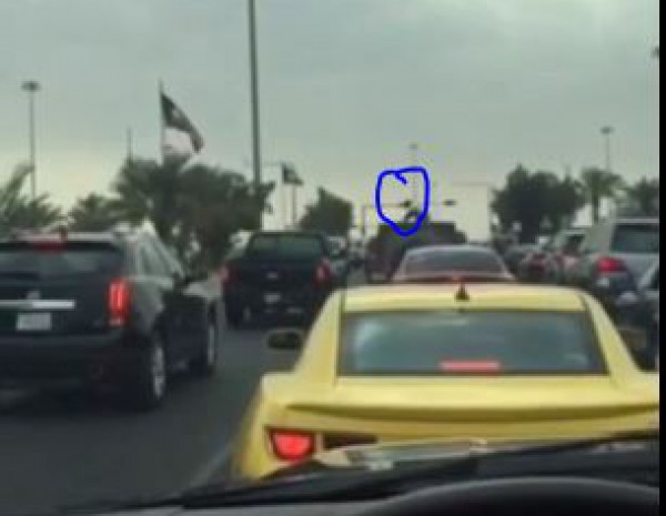 قرد يقفز متنقلا بين سطوح السيارات