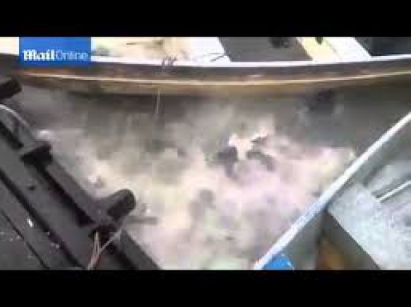 بالفيديو: شاهد لحظة رمي قطعة لحم لأسماك بيرانا جائعة