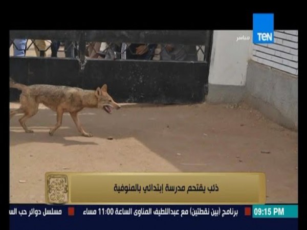 البيت بيتك: ذئب يقتحم مدرسة إبتدائي بالمنوفية