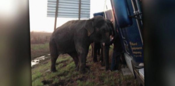 فيلان ينقذان شاحنة عالقة على طريق في لويزيانا بأمريكا