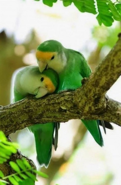 الحب بين الطيور