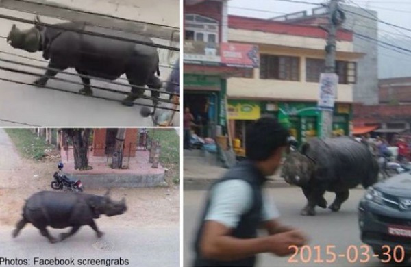 بالفيديو: وحيد قرن يهرب من محمية ويقتحم سوقاً ويقتل سيدة في وسط نيبال