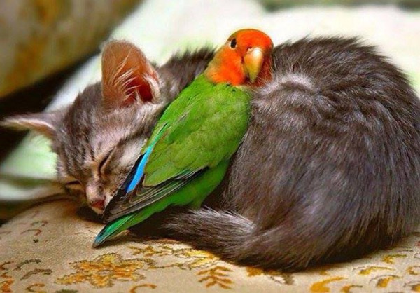 النوم يجمع الأعداء من عالم الحيوان!