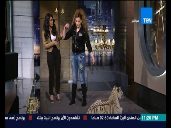 "نمر أبيض" فى أستديو "TEN"