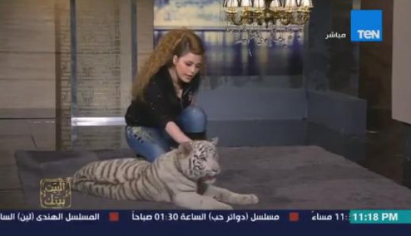 شاهد بالفيديو .. "نمر أبيض" فى أستديو TEN