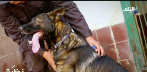 بالفيديو: تعرف علي تدريب الكلاب البوليسية وكشف المفرقعات