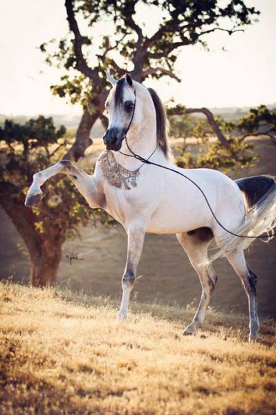 جمال الخيول العربية الأصيلة