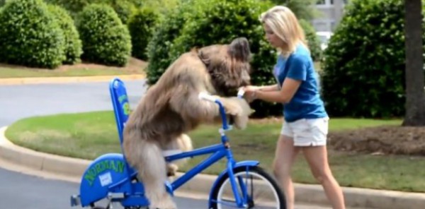 بالفيديو: كلب يقود دراجة هوائية