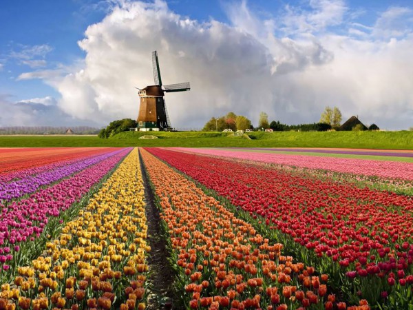 حقول ورد التوليب في هولندا