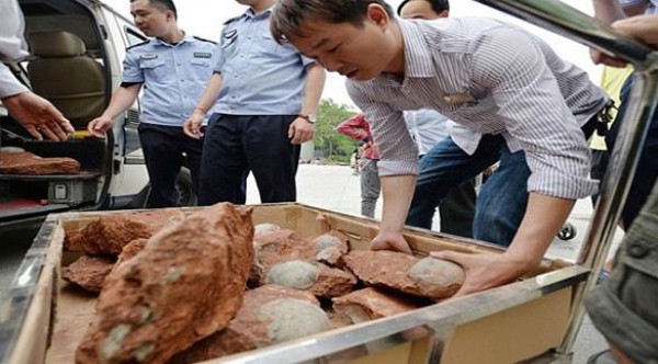 عمال حفريات صينيون يعثرون على عشرات بيوض الديناصور