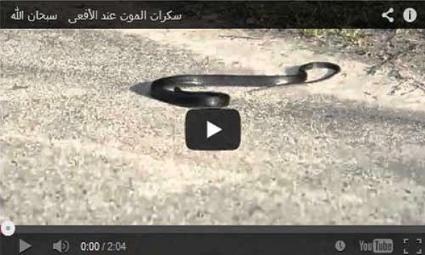 سكرات الموت عند الأفعى سيصيبك الذهول