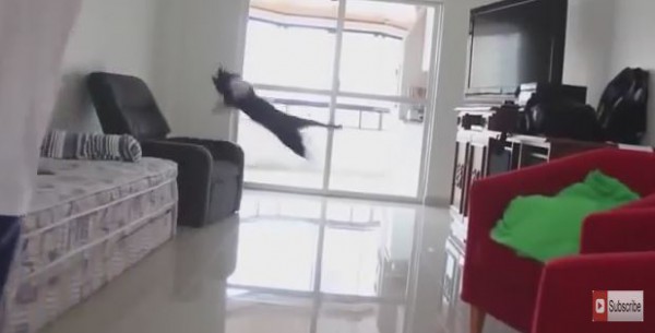 أفضل حارس مرمى في الوجود