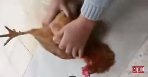 ديك يستسلم تماما بعد سماعه ذكر الله