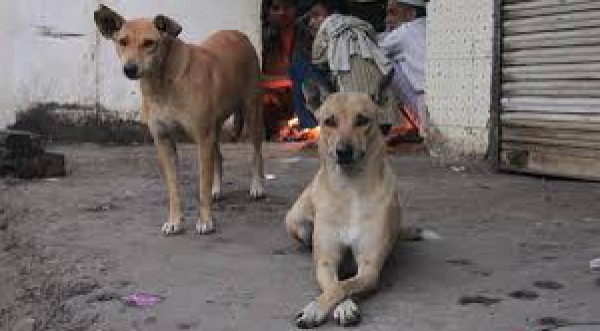 بالفيديو.. "الرفق بالحيوان" ترصد معاناة الكلاب الضالة في الهند