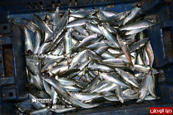 بدء موسم أسماك السردين في غزة