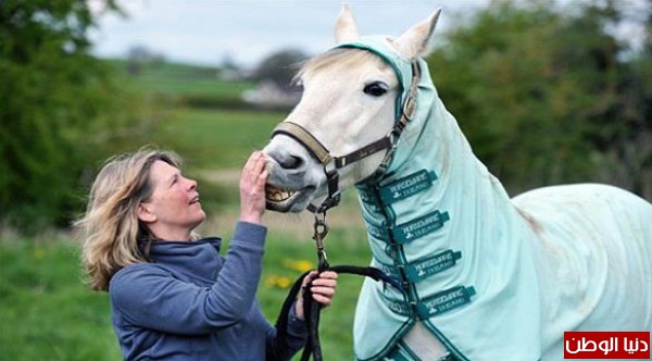 بالصور: حصان يرتدي بدلة واقية لأنه يعاني حساسية من العشب
