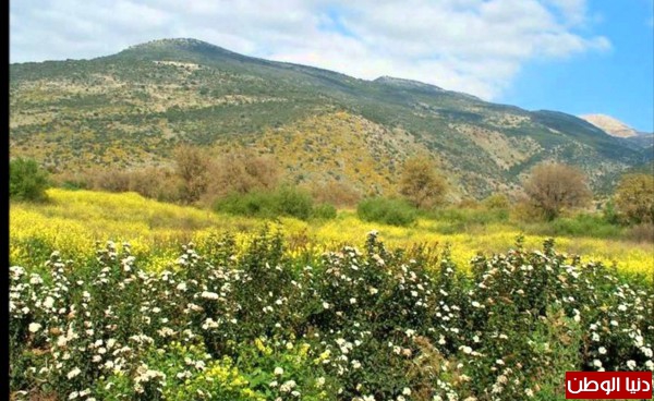جايين يا تراب الوطن