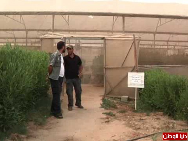الزراعة العضوية الآمنة تشق طريقها في غزة