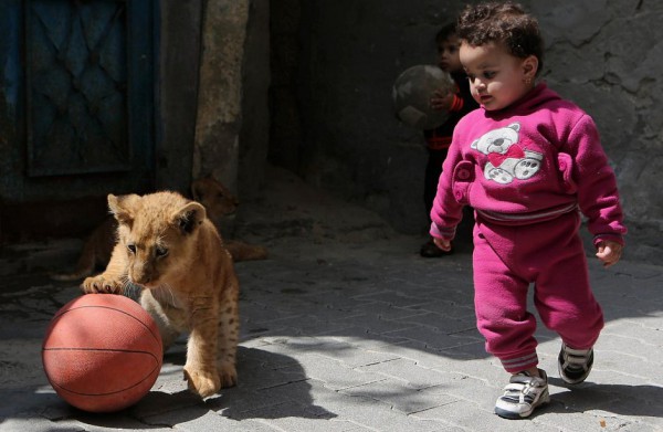 أسود وأطفال في غزة