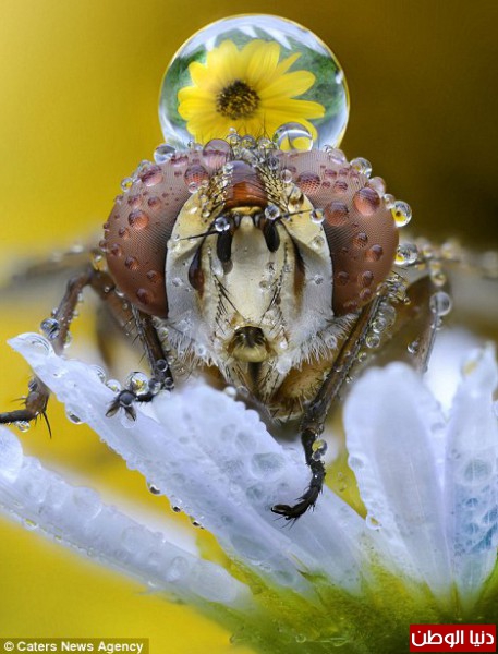 بالصور: مصور يرصد أعين الحشرات عن قرب