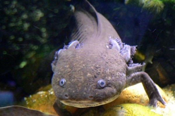بالصور:  سمكة غريبة بساقين تثير ضجة على الإنترنت