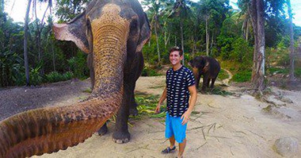 أعظم صورة "سيلفى" فى العالم.. فيل يستخدم خرطومه لالتقاط صورة "سيلفى" مع سائح فى تايلاند