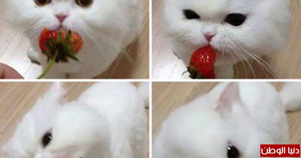 بالصور: حيوانات تأكل فراولة وتوت وكأنهم فى فيلم رعب