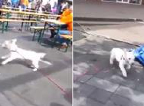 بالفيديو: كلب عجوز أصم يرقص على أنغام الموسيقى