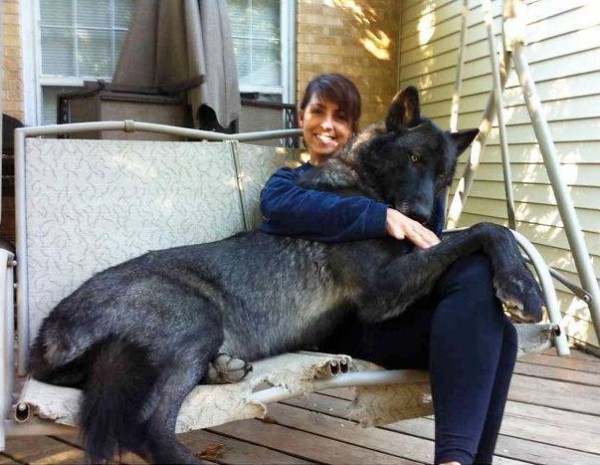 كلاب ضخمة