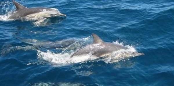بقعة الزيت.. سبب نفوق الدلافين في خليج المكسيك
