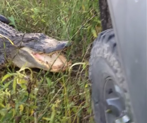 بالفيديو: كيف عاقب "تمساح"قائد سيارة حاول إزعاجه !