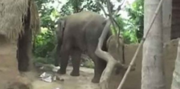 بالفيديو: فيل يهاجم قريتين هنديتين ويجرح طفلين