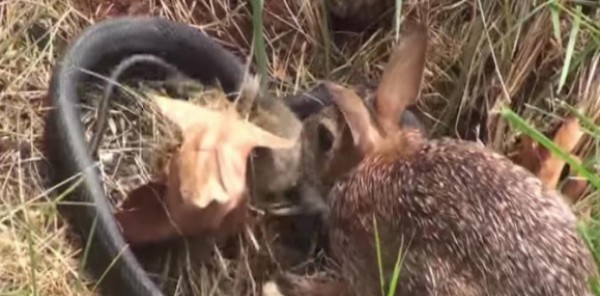 بالفيديو: أرنب يُهاجم أفعى بضراوة لحماية أولاده