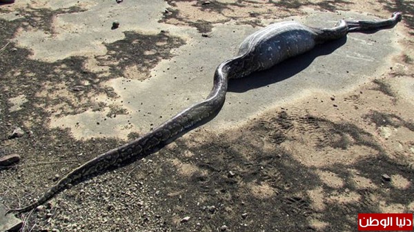 بالصور: ثعبان عملاق تتمزق أحشاؤه بسبب ابتلاعه حيوان النيص