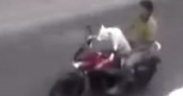 فيديو.. الشرطة الفيتنامية تبحث عن رجل ترك كلبه يقود دراجته النارية