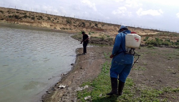 بلدية خان يونس تشرع بمكافحة إنتشار البعوض في أماكن توالدها