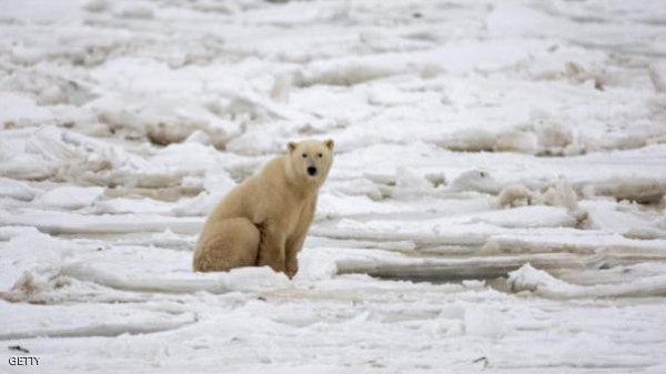 فقدان "الغطاء الجليدي" يهدد الدب القطبي